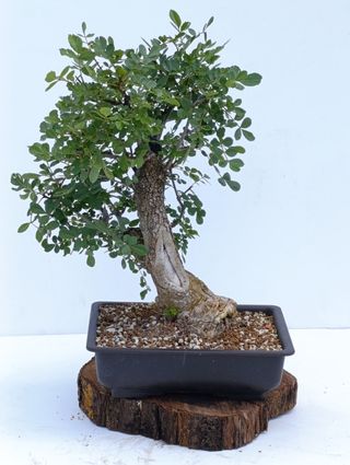 Bonsai Fresno