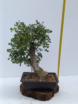 Bonsai Fresno