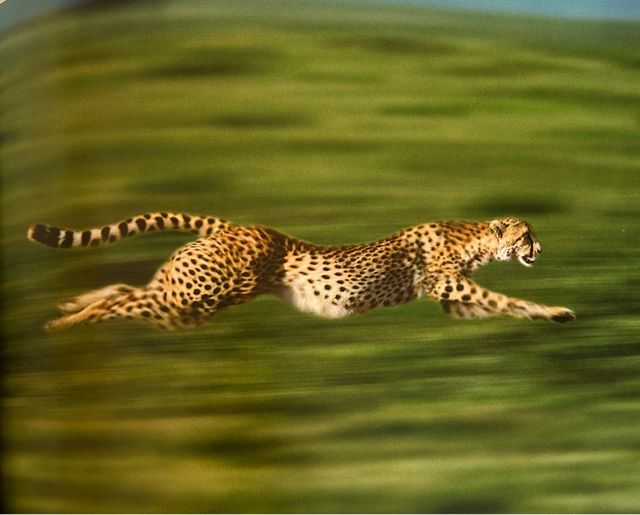 COLECCION LIBROS STEVE BLOOM