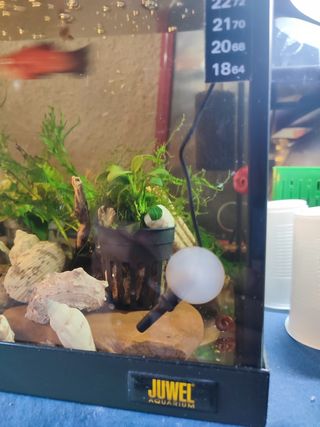 Termómetro Digital de Acuario con Sensor