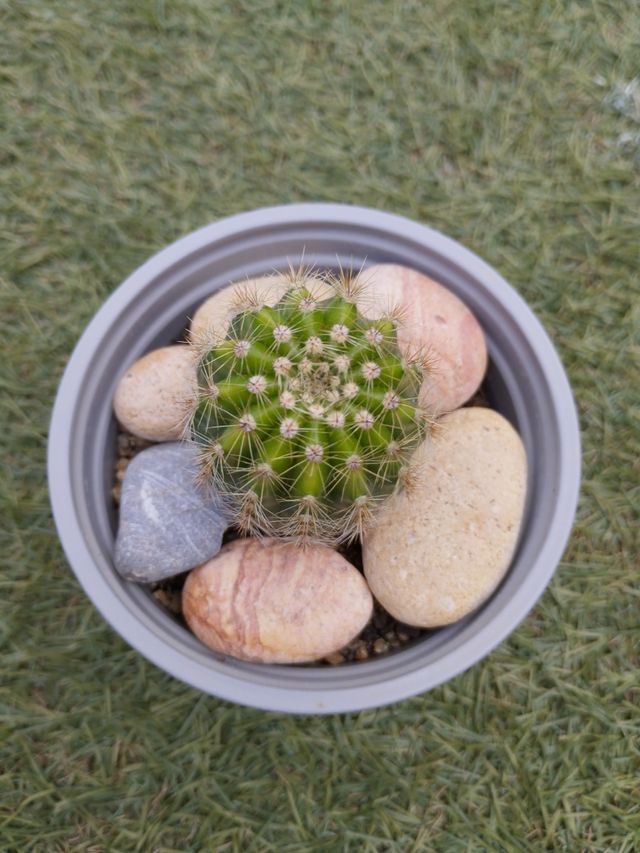 Cactus pequeño en maceta