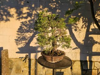 Bonsái Juniperus Pfitzeriana Glauca - Espectacular