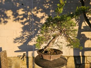 Bonsái Juniperus Pfitzeriana Glauca - Espectacular
