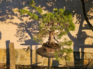 Bonsái Juniperus Pfitzeriana Glauca - Espectacular