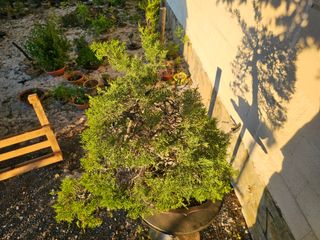 Bonsái Juniperus Pfitzeriana Glauca - Espectacular