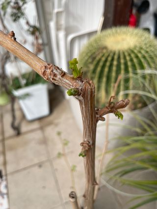 Cactus 50 años aprox, maceta de 85 CTS de diámetro