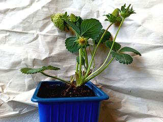 Plantas Fresas Fresones Fresillas Plantel Eco Bio