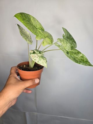 Alocasia Macrorrhiza 'Odora Batik'