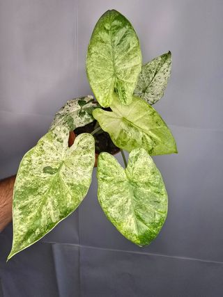 Alocasia Macrorrhiza 'Odora Batik'