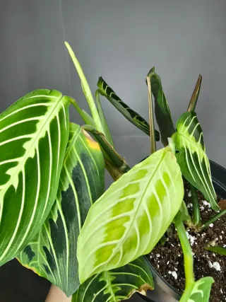 Maranta "Lemon Lime"