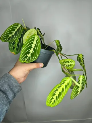 Maranta "Lemon Lime"