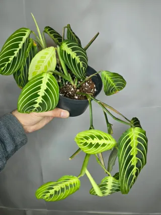 Maranta "Lemon Lime"