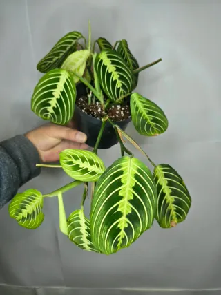 Maranta "Lemon Lime"