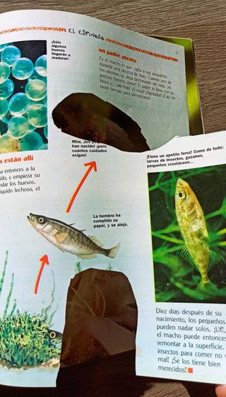 Revista Vintage de naturaleza - Wapiti número 07.