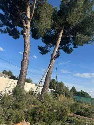 Desbroce y poda de jardín