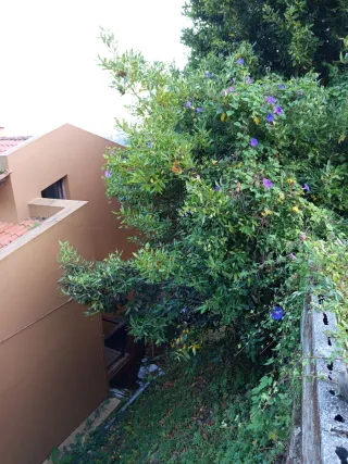 Desbroce de fincas - Agroforesta regenerativa.