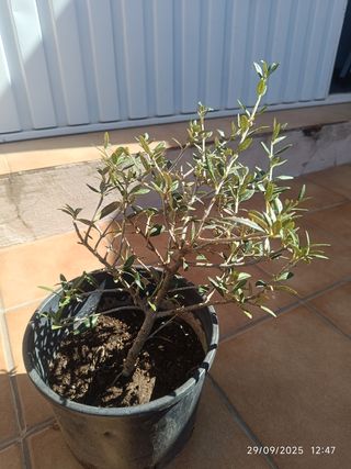 Prebonsái Olivo - Planta