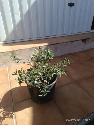 Prebonsái Olivo - Planta