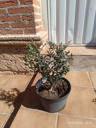 Prebonsái Olivo - Planta