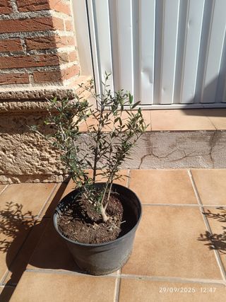 Prebonsái Olivo - Planta