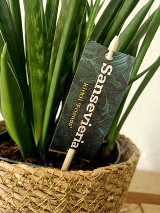 Sansevieria Kirkii: Planta