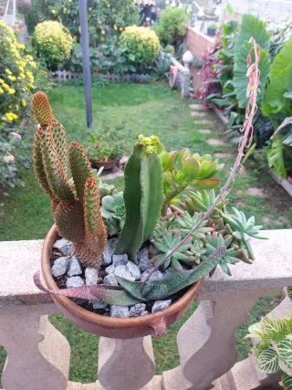 Cactus grandes en cazuela de barro OFERTON