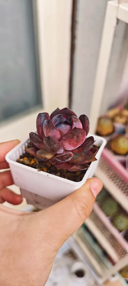 Echeveria Odette - Pianta Grassa