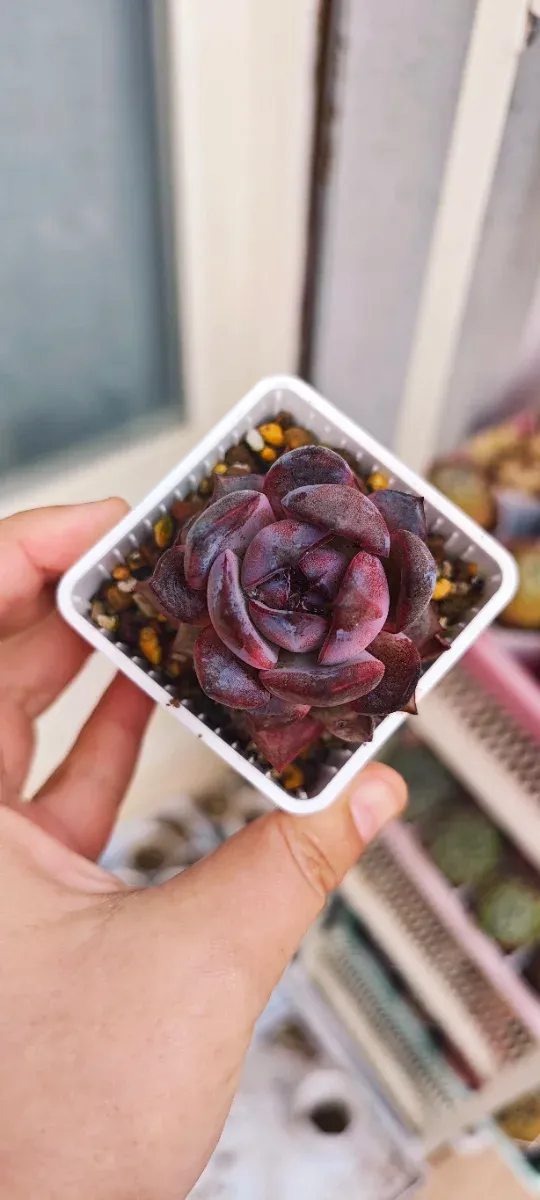 Echeveria Odette - Pianta Grassa