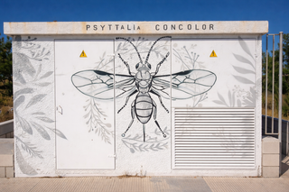 DECORADOR pintor muralista ARTISTA GRAFFITI ANIMAL