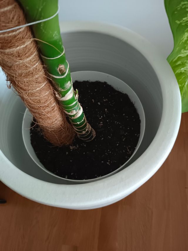 Vaso di ceramica con base in legno