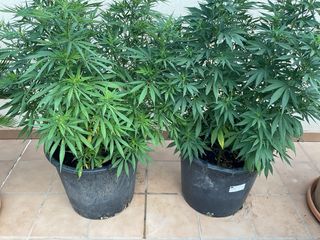 Macetas grandes de plástico de 45 litros