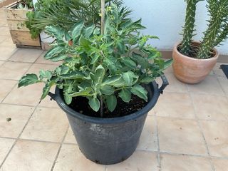 Macetas grandes de plástico de 45 litros