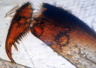 40X OBJETIVO PARA MICROSCOPIO MARCA PZO 