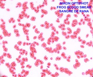 40X OBJETIVO PARA MICROSCOPIO MARCA PZO 