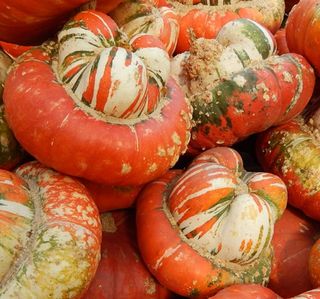 Zucche decorative variopinte