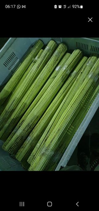 Tutores fibra - olivar