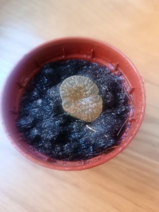 Lithop hookeri piedras vivas planta piedra
