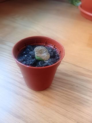 Lithop hookeri piedras vivas planta piedra