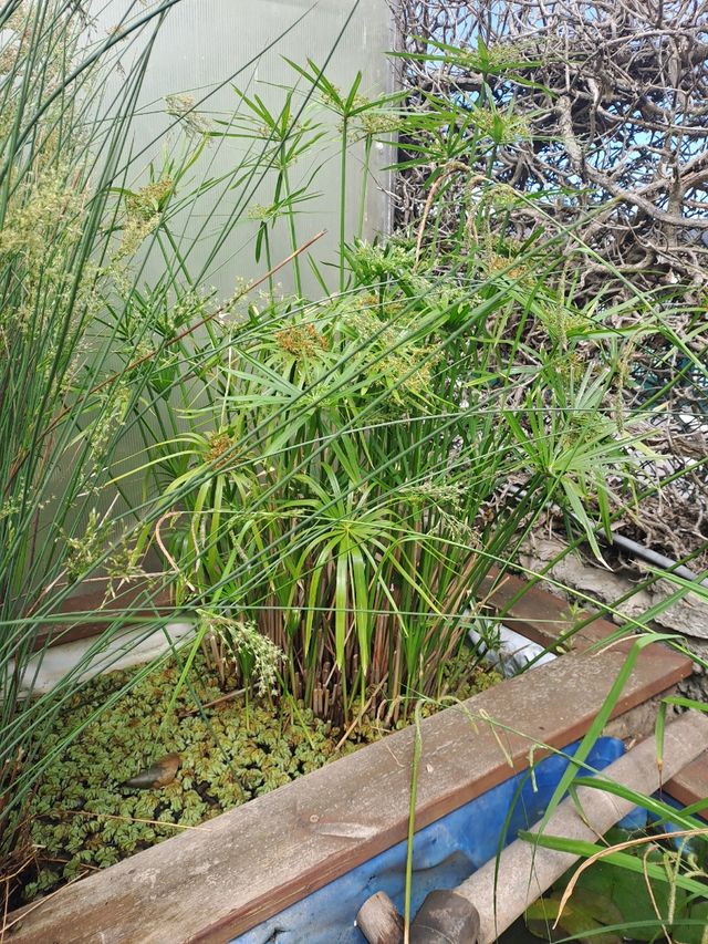 Nenúfares y papiros acuáticos