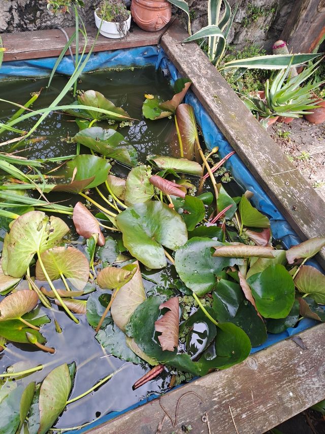 Nenúfares y papiros acuáticos