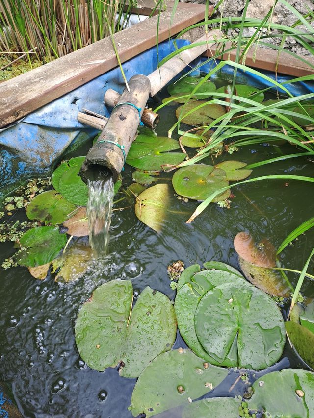 Nenúfares y papiros acuáticos