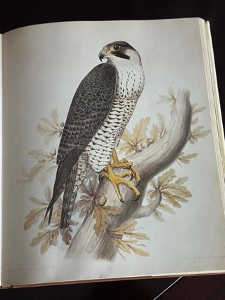 La chasse au vol libro fotografia