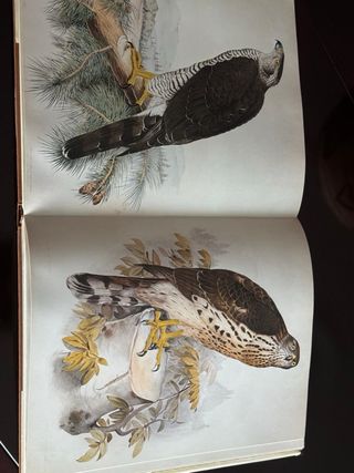 La chasse au vol libro fotografia