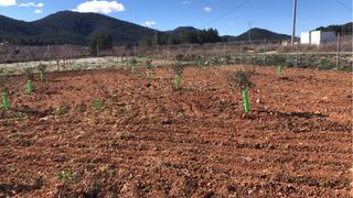 Encantadora parcela rústica disponible en Bullas