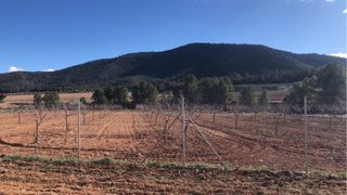 Encantadora parcela rústica disponible en Bullas