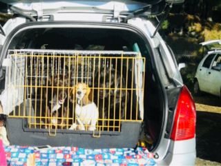 Trasportino cani Ferplast Atlas Vision XL