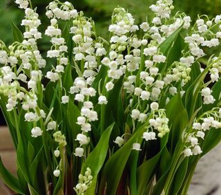 4 piantine di Mughetto bianco