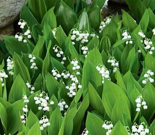 4 piantine di Mughetto bianco