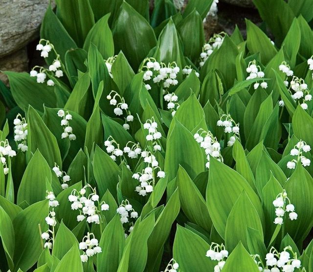 4 piantine di Mughetto bianco