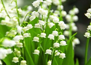 4 piantine di Mughetto bianco